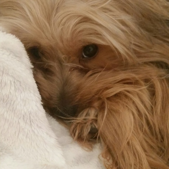 Meet your posher & Guinevere Yorkie! - Picture 9 of 16